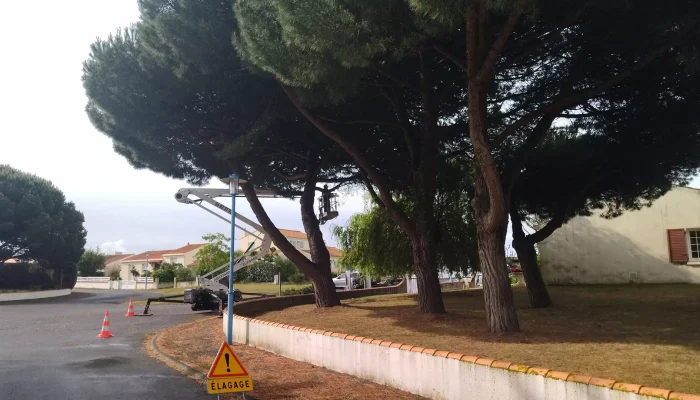 Réalisation d'un abattage d'arbre par Au Coeur de L'Arbre, élagueur à L'Aiguillon-sur-Vie