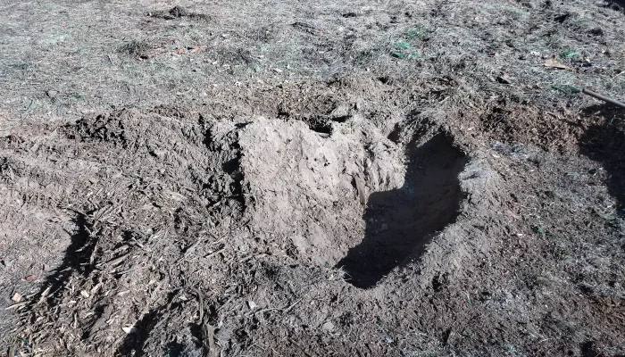 Réalisation d'un abattage d'arbre par Au Coeur de L'Arbre, élagueur à L'Aiguillon-sur-Vie