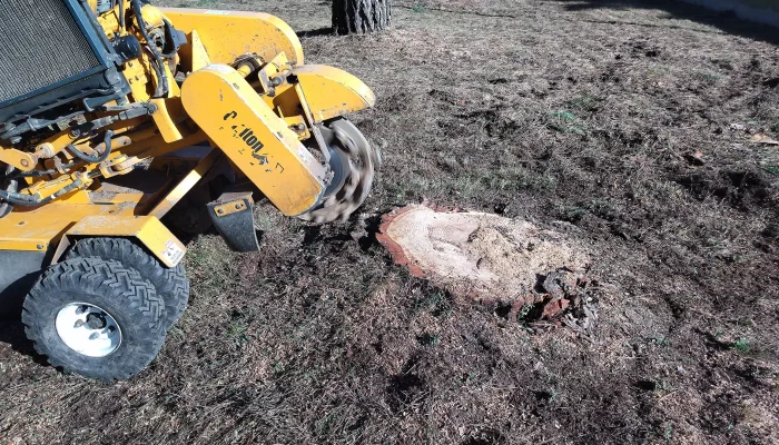 Réalisation d'un abattage d'arbre par Au Coeur de L'Arbre, élagueur à L'Aiguillon-sur-Vie