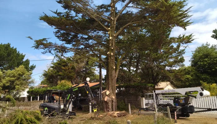 Réalisation d'un élagage d'arbre par Au Coeur de L'Arbre, élagueur à L'Aiguillon-sur-Vie